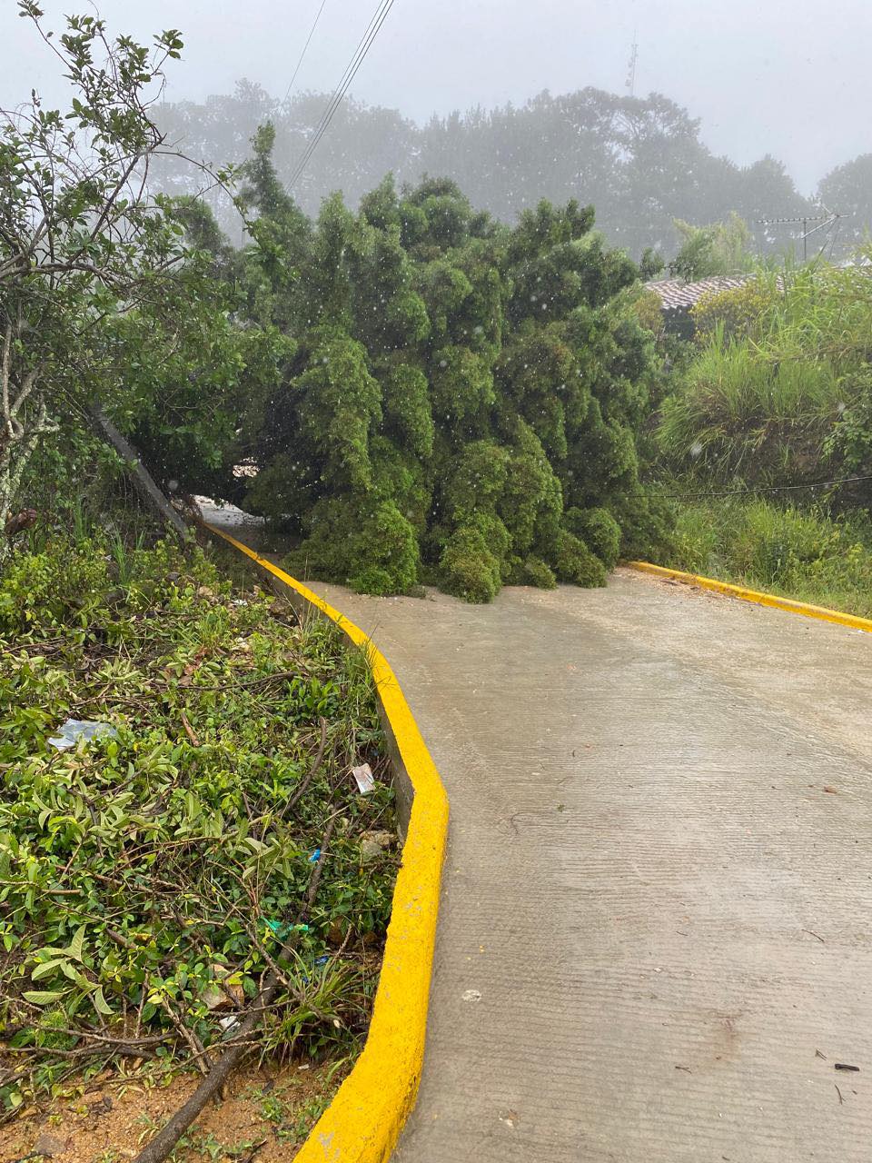 árbol caído 