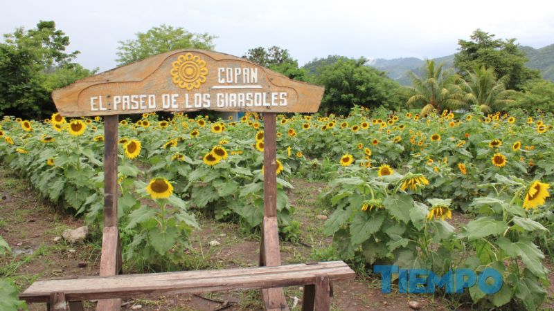 Paseo girasoles Copán Ruinas