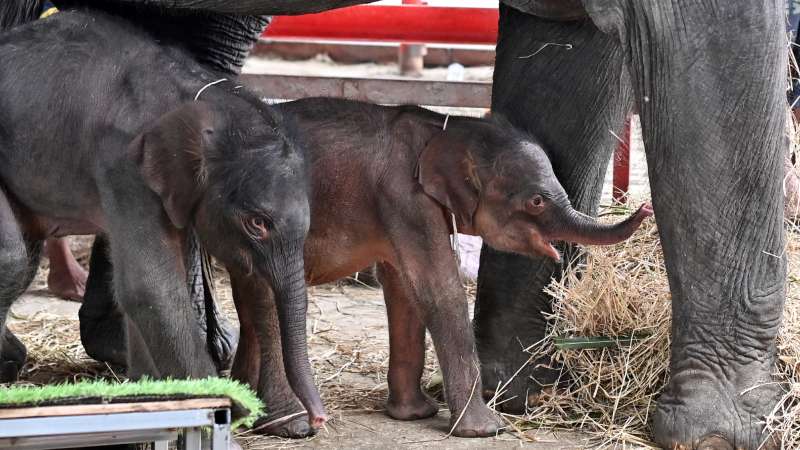 Nació una hembra de 60 kilos apenas 18 minutos después nació el macho de 80 kilos. (AFP).