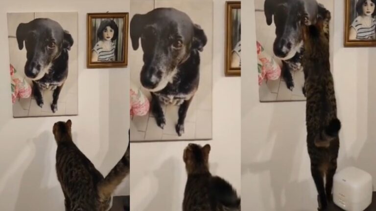 Gato extraña a perro que murió