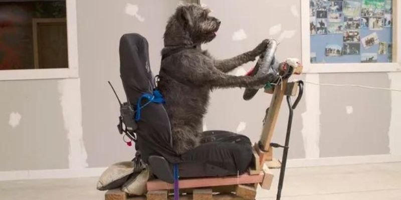 ¡Conductores perrones! Nueva Zelanda ofrece una escuela de manejo para perros