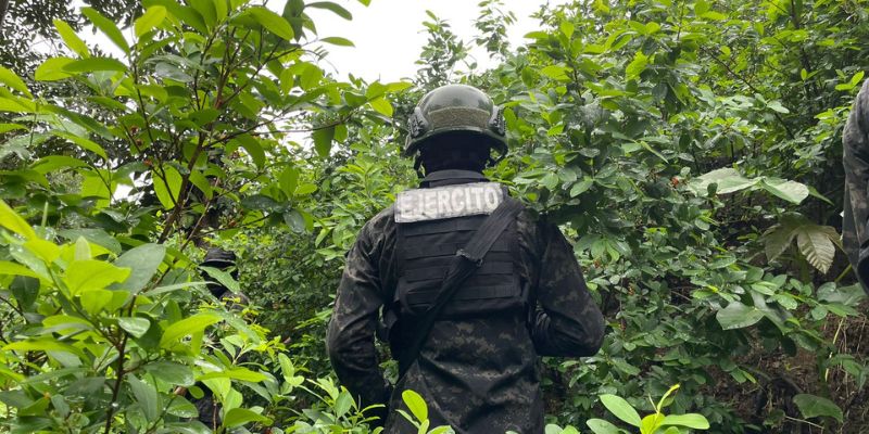 FFAA localiza plantación de arbustos de hoja de coca en Gracias a Dios