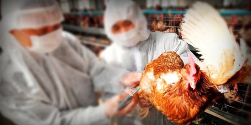 La OMS afirma que el primer caso confirmado de gripe H5N2 en humanos murió por causas multifactoriales