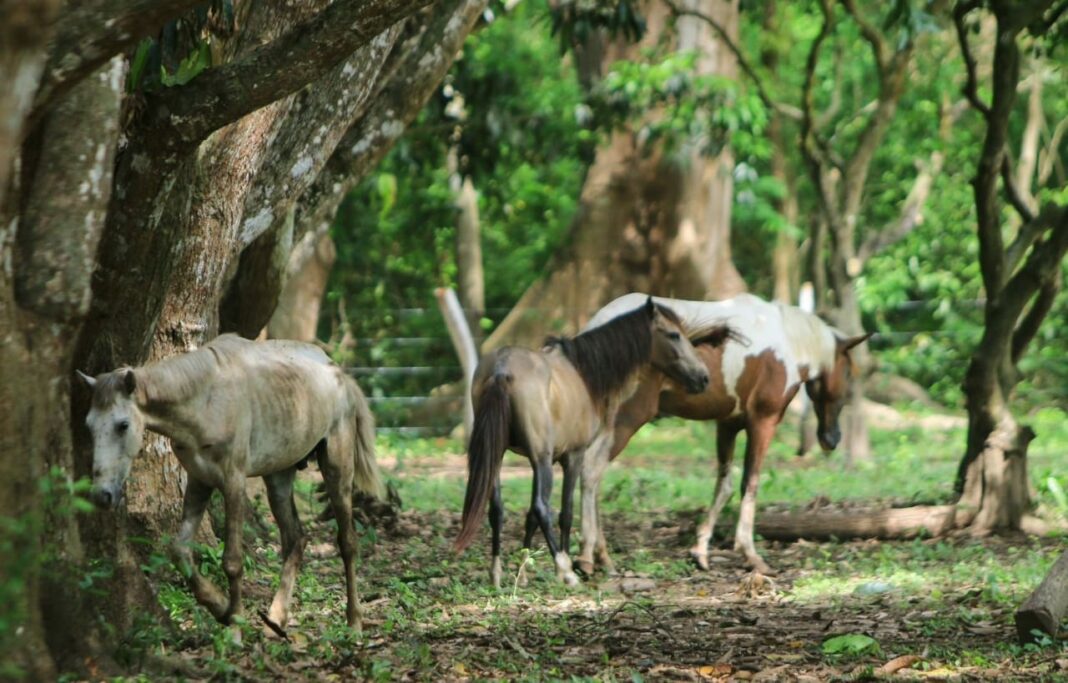 Centro de Rescate Animal