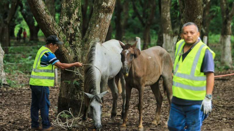 Muchos vídeos circulan en redes sociales, donde se ve a carreteros maltratando a los caballos.