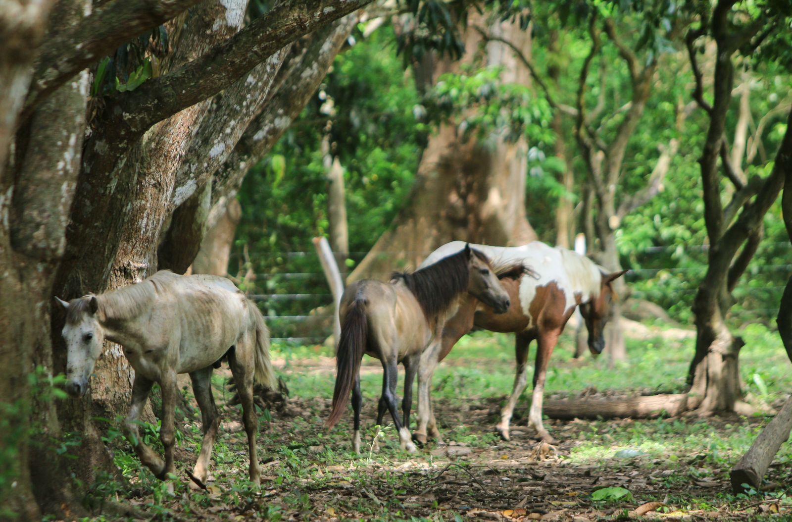 Caballos 