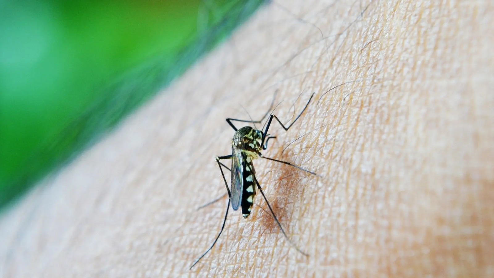 Dengue