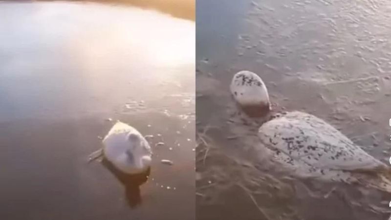 Patos congelados en Argentina