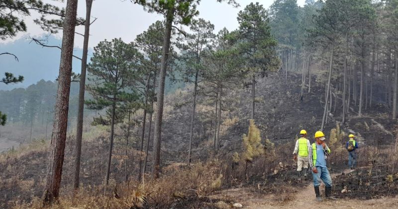 Prisión Preventiva para supuesto responsable de incendiar reserva biológica El Chile