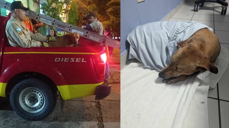 Estudiantes salvan a un perrito UNAH