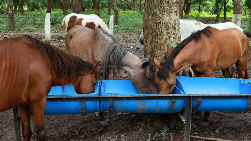 Caballos alimentándose en el centro de rescate.