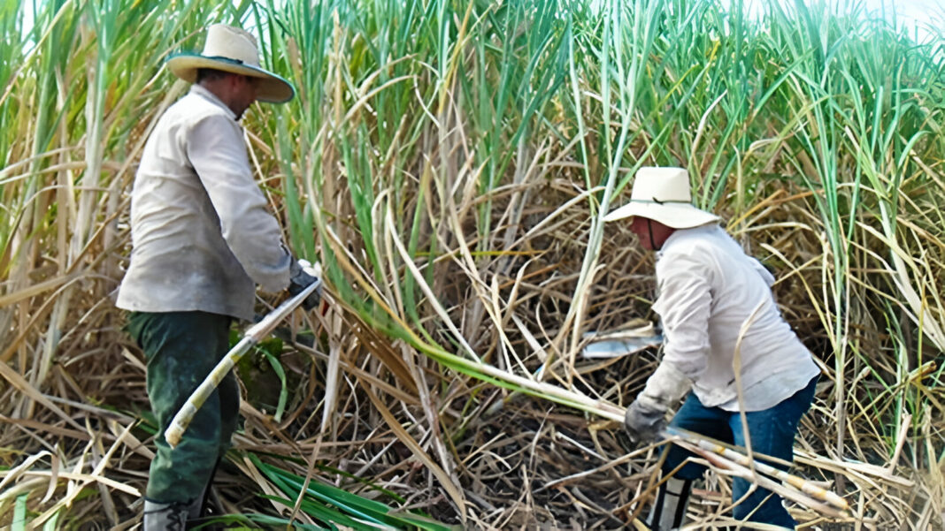 Cuba contrata presos